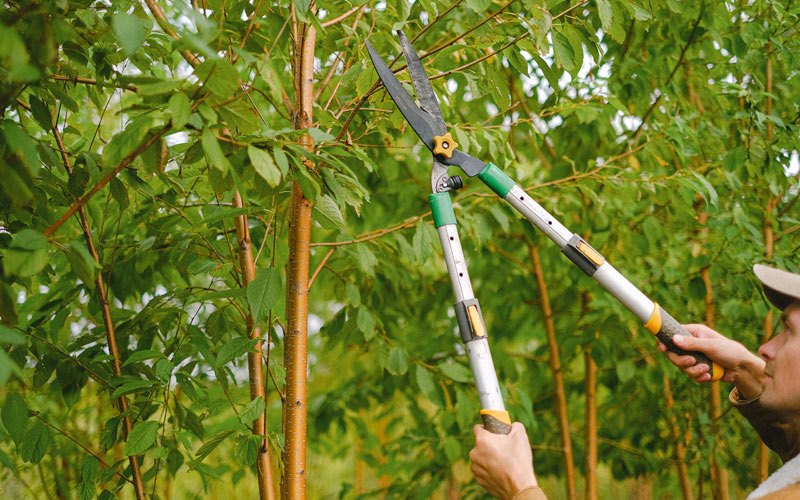 Tree trimming in Mcville, ND